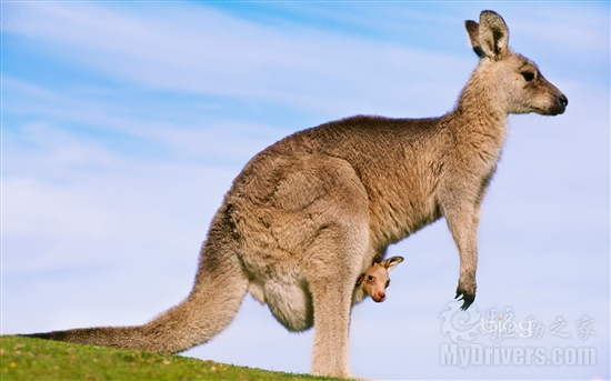 Windows 7最新Bing主题 带你走进澳大利亚