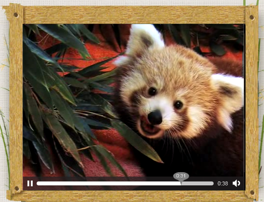 Mozilla邀请小熊猫为Firefox 4宣传造势