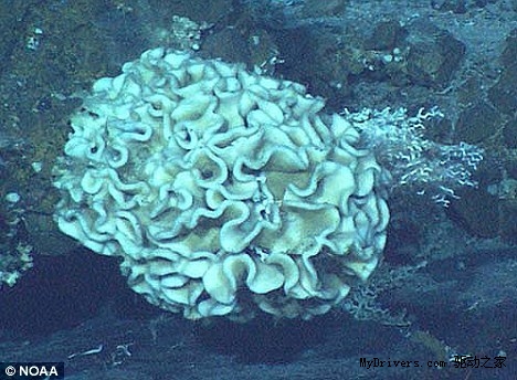 马里亚纳海沟发现世界最大单细胞生物 超过10厘米