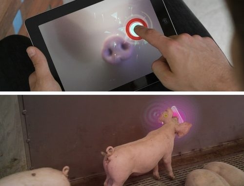 娱乐无极限 荷兰人为猪开发iPad游戏
