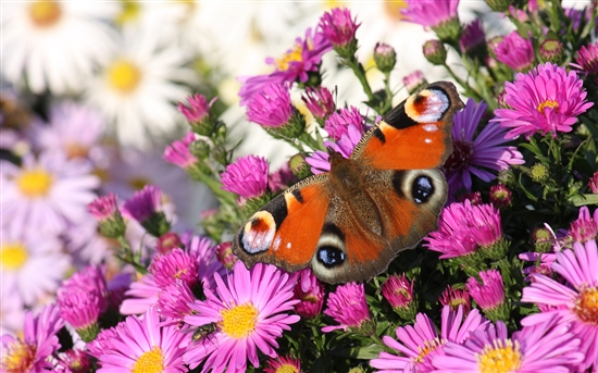 Windows 7官方主题：美丽的《蝴蝶》