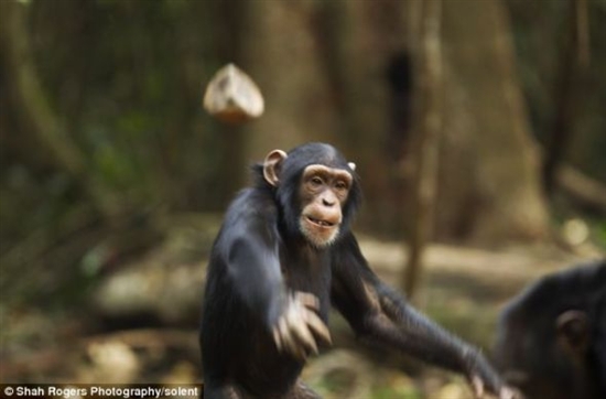 摄影师拍摄淘气小黑猩猩扔石块被母亲扇耳光