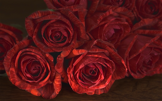 情人节将至 微软推出Win7主题《玫瑰》