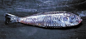 日本深海鱼浮出水面 引发大地震担忧