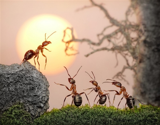 蚂蚁王国的微观生活-蚂蚁,王国,微观,生活,摄影