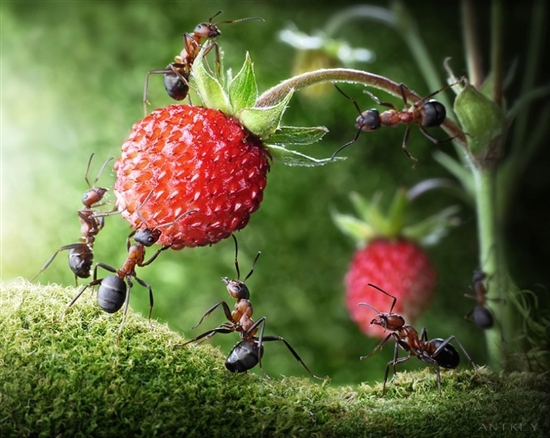 蚂蚁王国的微观生活-蚂蚁,王国,微观,生活,摄影