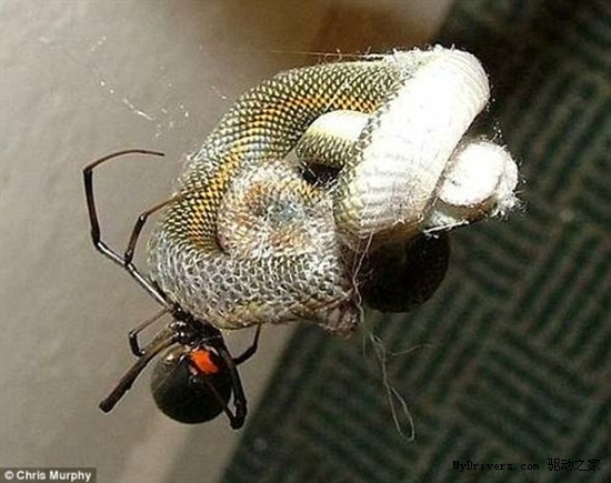 惊人一幕:实拍南非蜘蛛织网捕蛇当早餐