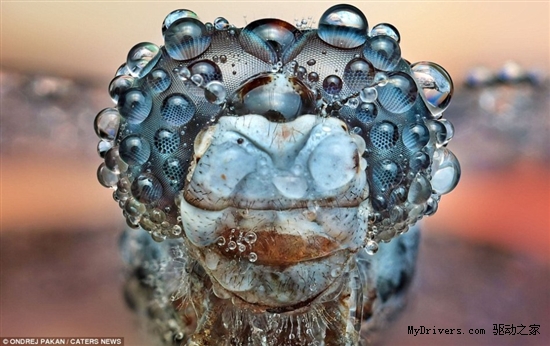 奇妙微距摄影：雨滴中的昆虫