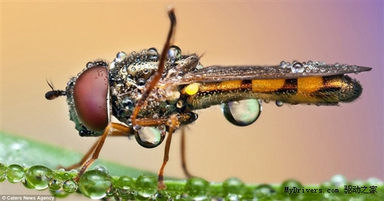 奇妙微距摄影：雨滴中的昆虫