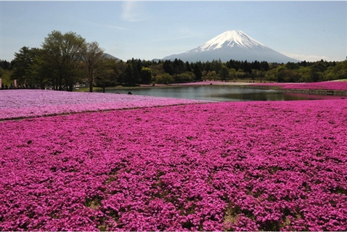日本富士山下80万株芝樱盛开