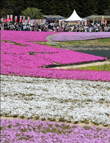 日本富士山下80万株芝樱盛开