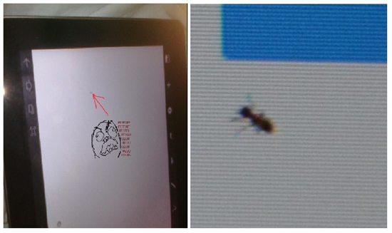 最原生态？Galaxy Tab 10.1屏幕有蚂蚁