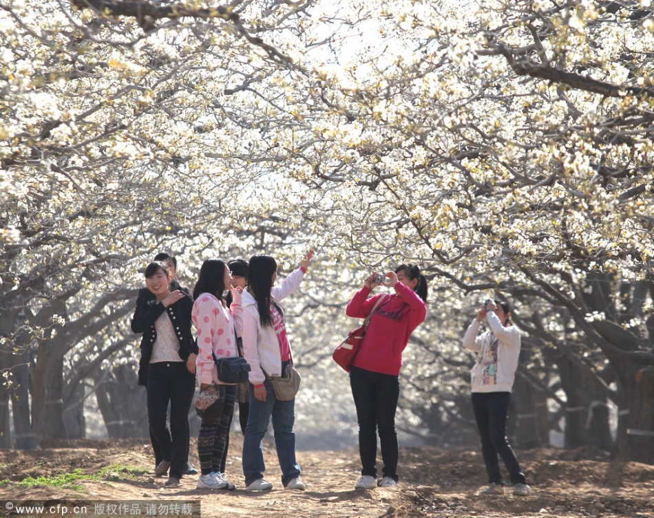 赵县婚纱照_赵县柏林禅寺图片(3)