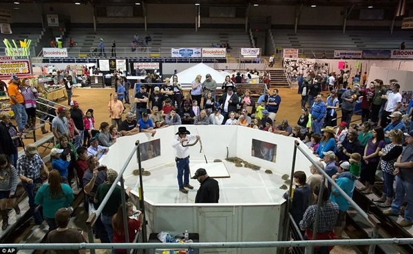 美国科学家“偷拍”2000多条响尾蛇:直播雌蛇生孩子