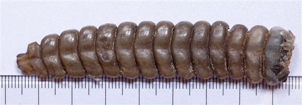 美国科学家“偷拍”2000多条响尾蛇:直播雌蛇生孩子