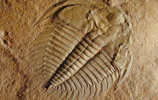 5.6-5.2亿年前寒武纪生命大爆发:我国科学家有重大发现