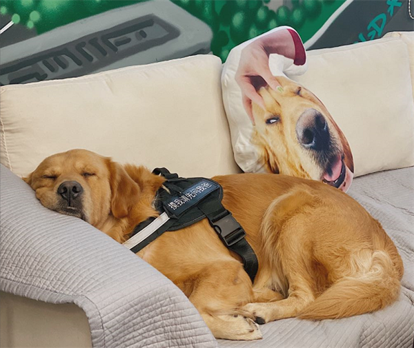 出了趟国 发现世界就是个巨大的“中国城”