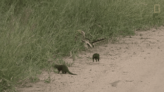 在鸡面前画一条线 就能把它催眠!真如此离谱?