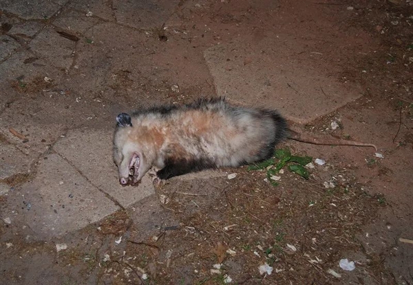 在鸡面前画一条线 就能把它催眠!真如此离谱?