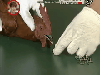 在鸡面前画一条线 就能把它催眠!真如此离谱?