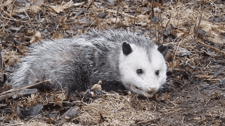 在鸡面前画一条线 就能把它催眠!真如此离谱?