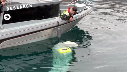 俄罗斯间谍在挪威离奇死亡!竟然是一头白鲸?