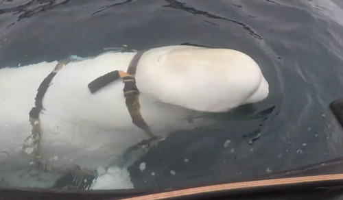 俄罗斯间谍在挪威离奇死亡!竟然是一头白鲸?