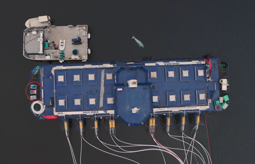 俄罗斯间谍在挪威离奇死亡!竟然是一头白鲸?