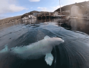 俄罗斯间谍在挪威离奇死亡!竟然是一头白鲸?