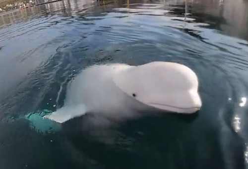 俄罗斯间谍在挪威离奇死亡!竟然是一头白鲸?