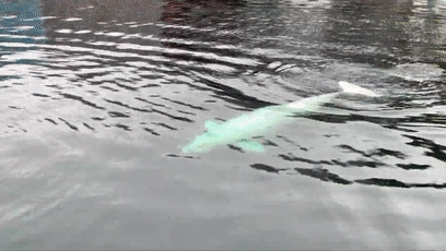 俄罗斯间谍在挪威离奇死亡!竟然是一头白鲸?