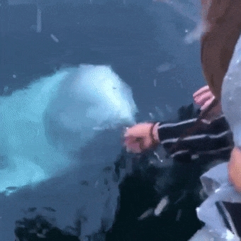 俄罗斯间谍在挪威离奇死亡!竟然是一头白鲸?