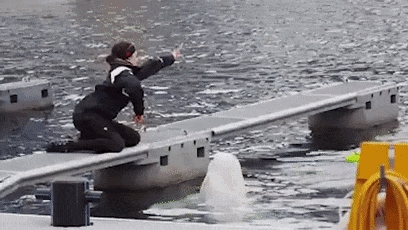 俄罗斯间谍在挪威离奇死亡!竟然是一头白鲸?