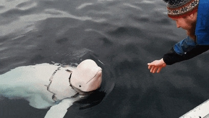 俄罗斯间谍在挪威离奇死亡!竟然是一头白鲸?