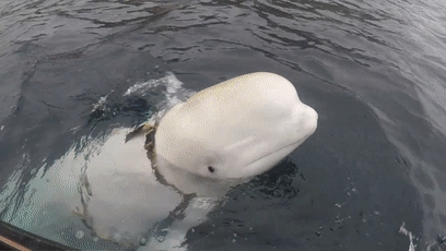俄罗斯间谍在挪威离奇死亡!竟然是一头白鲸?