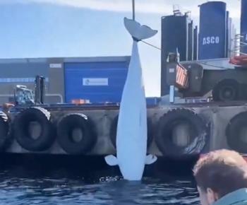 俄罗斯间谍在挪威离奇死亡!竟然是一头白鲸?