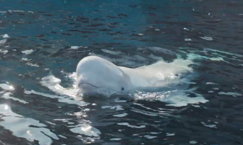俄罗斯间谍在挪威离奇死亡!竟然是一头白鲸?