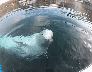 俄罗斯间谍在挪威离奇死亡!竟然是一头白鲸?