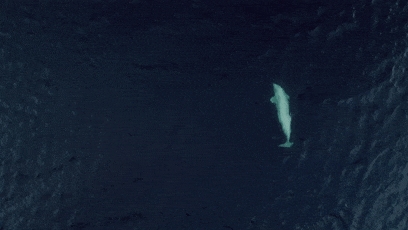 俄罗斯间谍在挪威离奇死亡!竟然是一头白鲸?