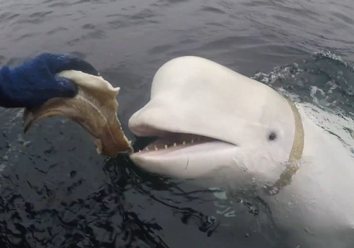 俄罗斯间谍在挪威离奇死亡!竟然是一头白鲸?