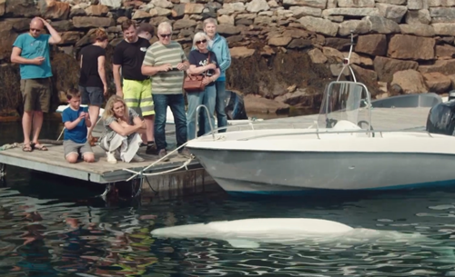 俄罗斯间谍在挪威离奇死亡!竟然是一头白鲸?