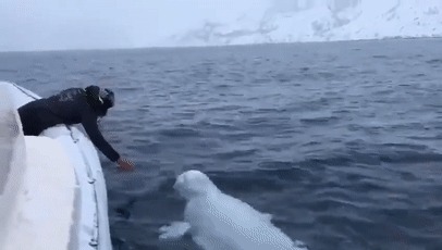 俄罗斯间谍在挪威离奇死亡!竟然是一头白鲸?