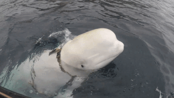 背负间谍之名 网红白鲸死亡真相曝光：遭遇枪杀