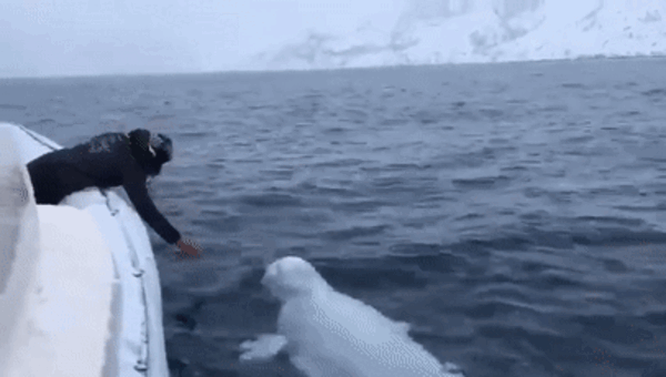 背负间谍之名 网红白鲸死亡真相曝光：遭遇枪杀