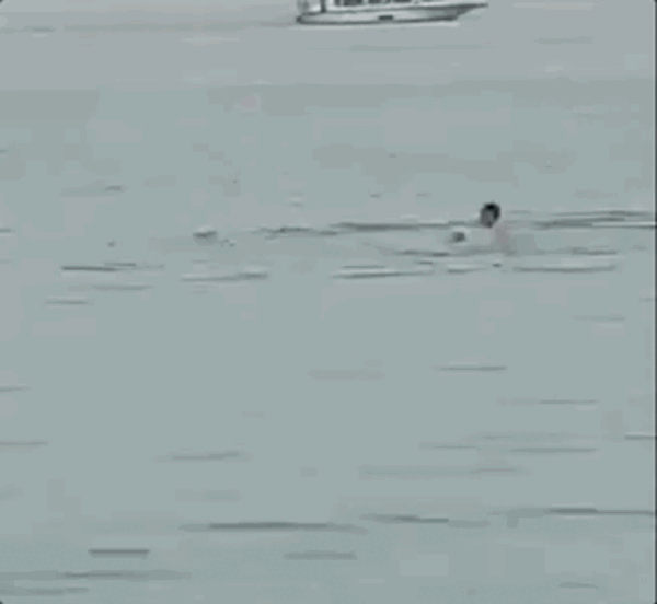 日本海豚攻击游客致18人受伤 疑一头雄鲸作案:太无聊闲的!