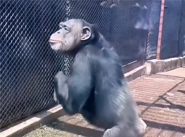 真的成精了!大猩猩隔着玻璃比划“谢谢、吃不了”