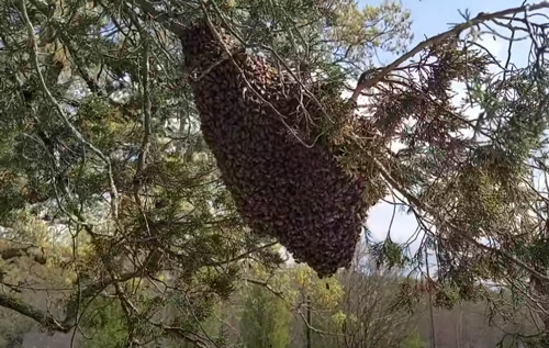 被黄蜂群蜇了240次都没死!这老哥要进化成黄蜂侠了