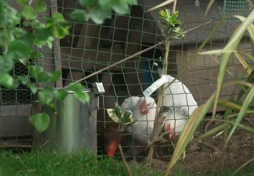 被黄蜂群蜇了240次都没死!这老哥要进化成黄蜂侠了