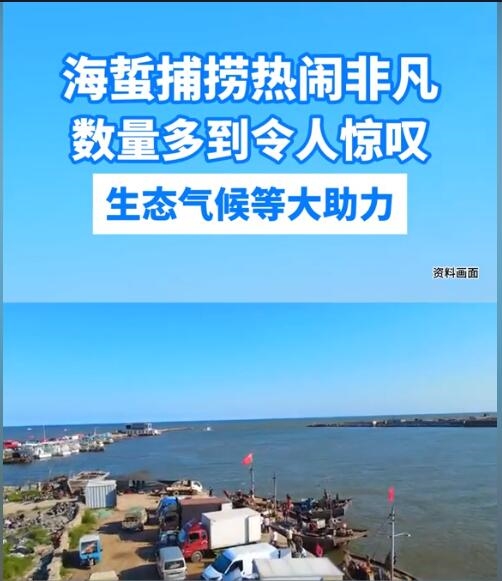 海蜇大量上市 1.5元/斤有人买200斤:太香了