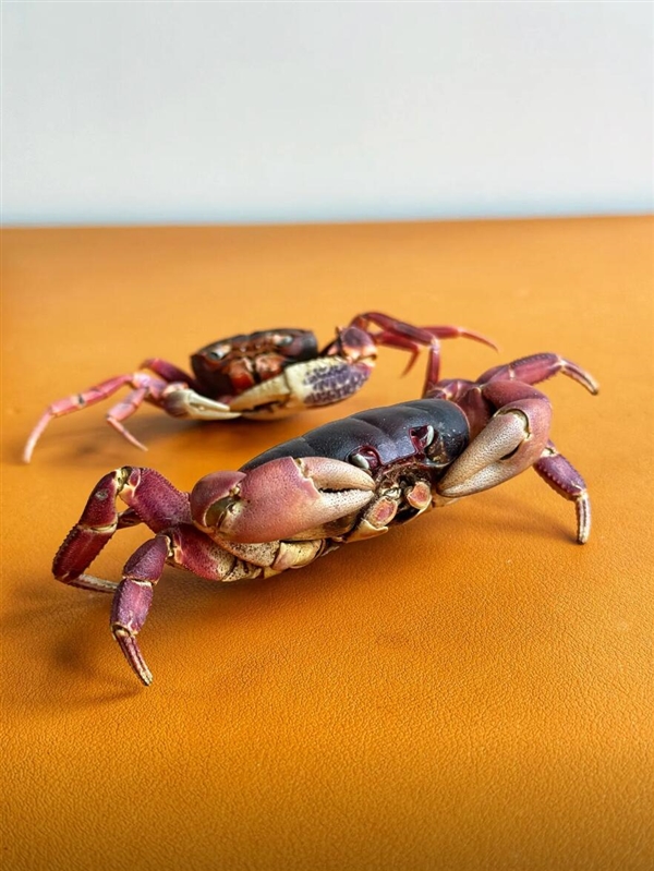 男子修机箱意外发现失踪3年的螃蟹:直接风干了